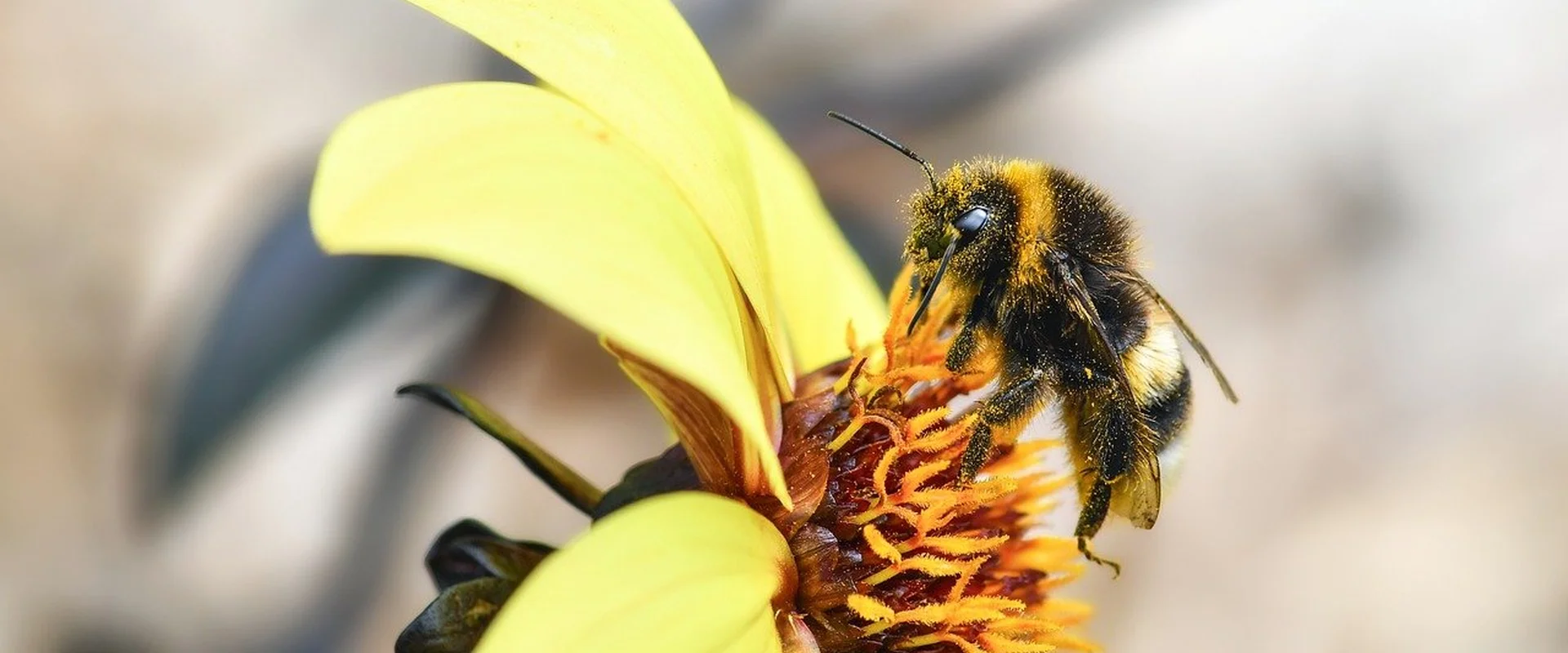 炸金花游戏PG电子